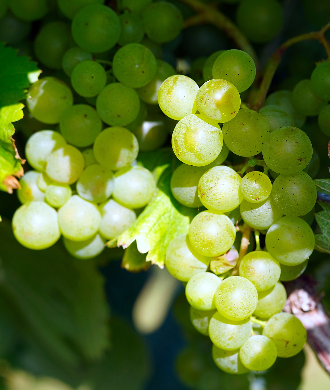 a bunch of green grapes hanging from a vine, a picture, by Thomas Häfner, shutterstock, gleaming white, very very well detailed image, close up details, stock photo