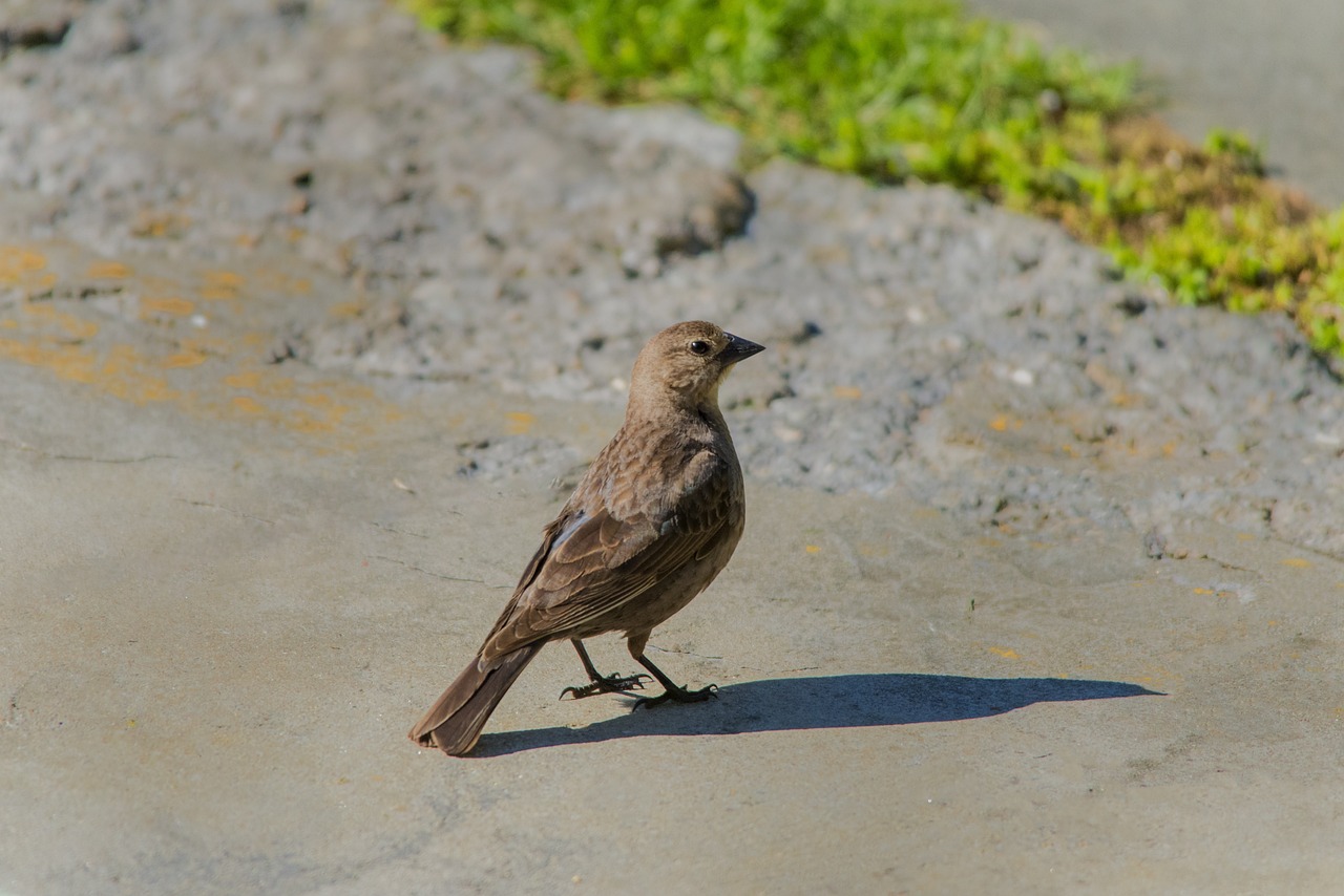 a small brown bird standing on a sidewalk, flickr, !female, bronze!! (eos 5ds r, crow, not a messenger from above