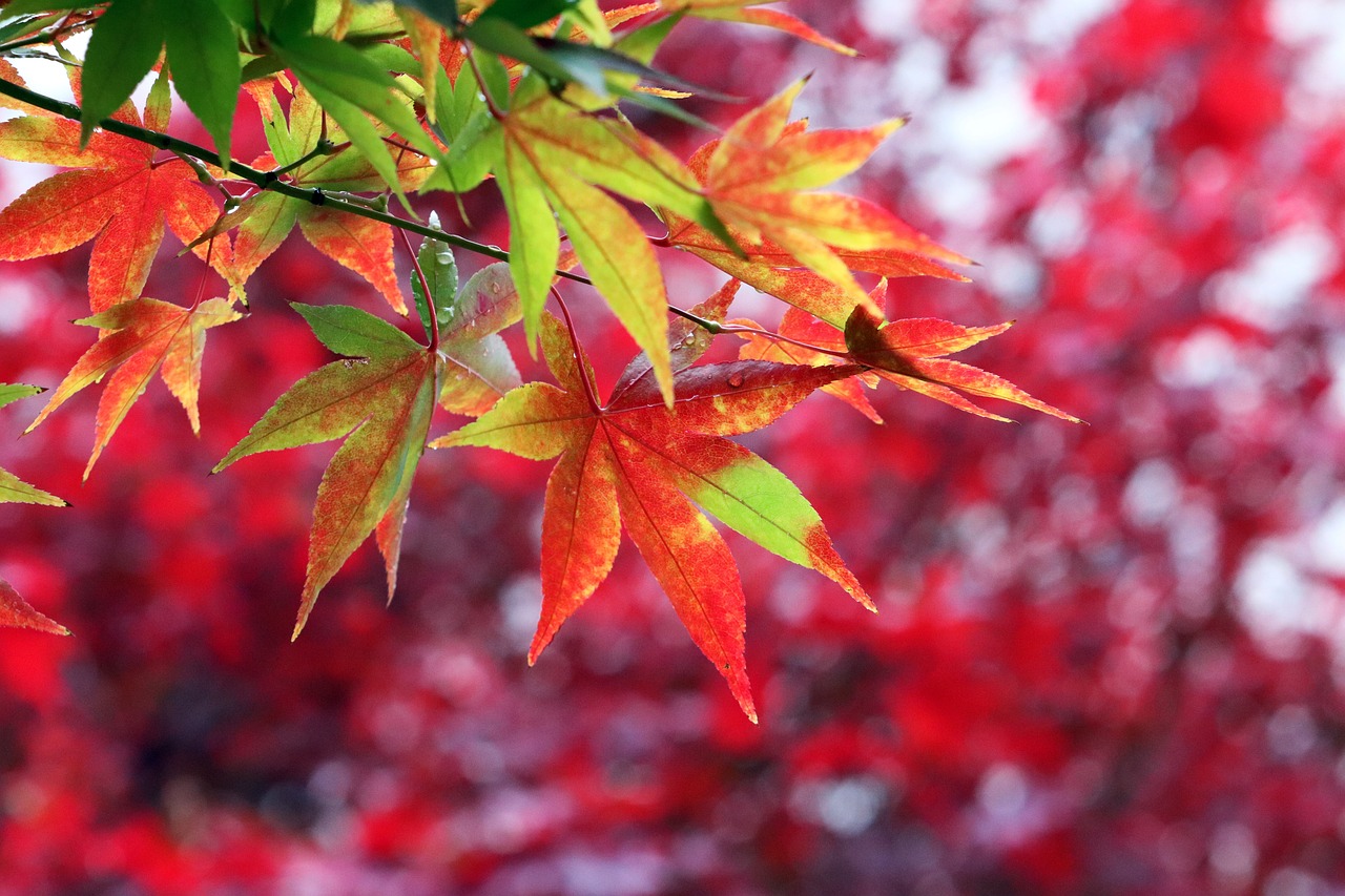 a close up of a tree with red leaves, a picture, shin hanga, green and red, beautiful iphone wallpaper, yellow and red, colorful]”