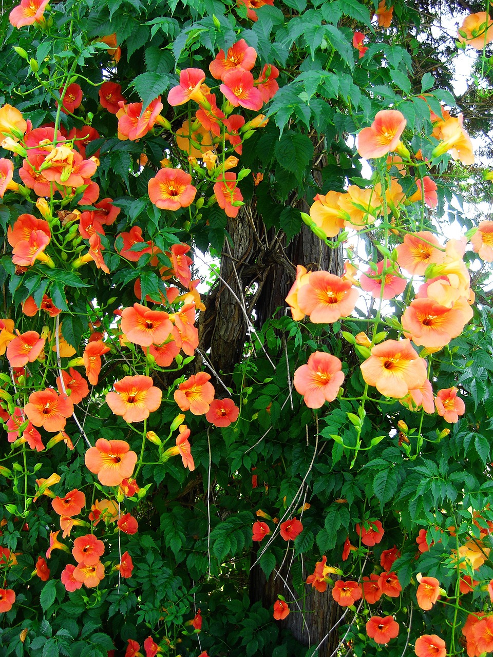 a bunch of orange flowers growing on a tree, a photo, by Joy Garnett, flowering vines, joyous trumpets, lush and colorful eclipse, arbor