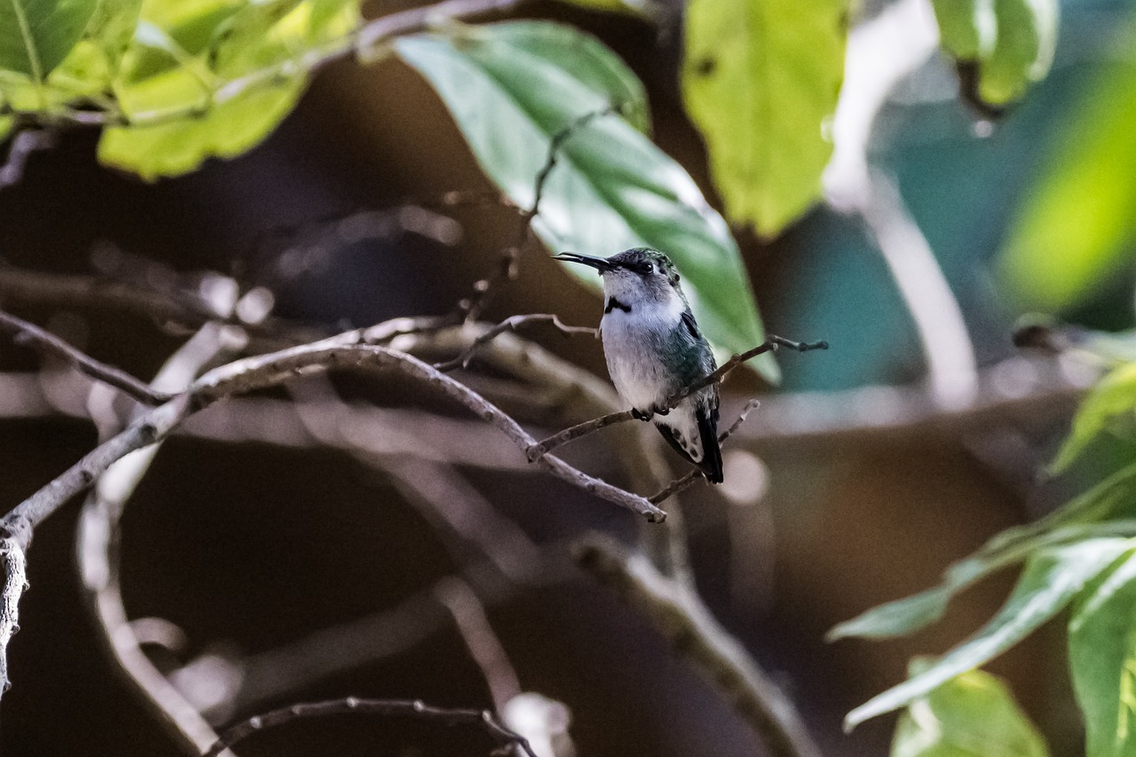 a small bird sitting on top of a tree branch, arabesque, bee hummingbird, f / 1. 2 5, julia fuentes, the emerald herald in the garden