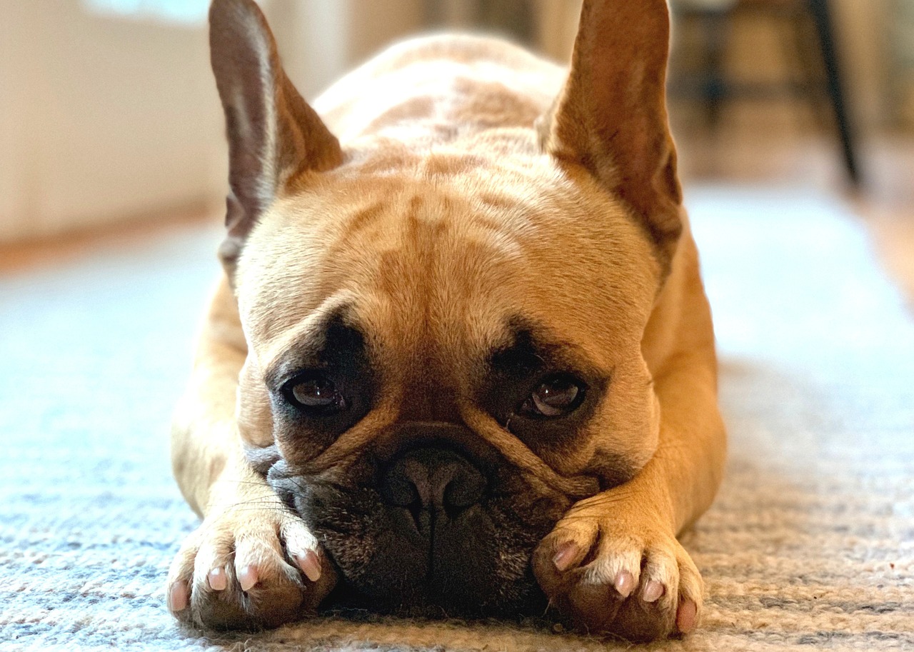 a dog that is laying down on the floor, a portrait, by Anna Haifisch, pexels, renaissance, frustrated face, french bulldog, showing his paws to viewer, tear
