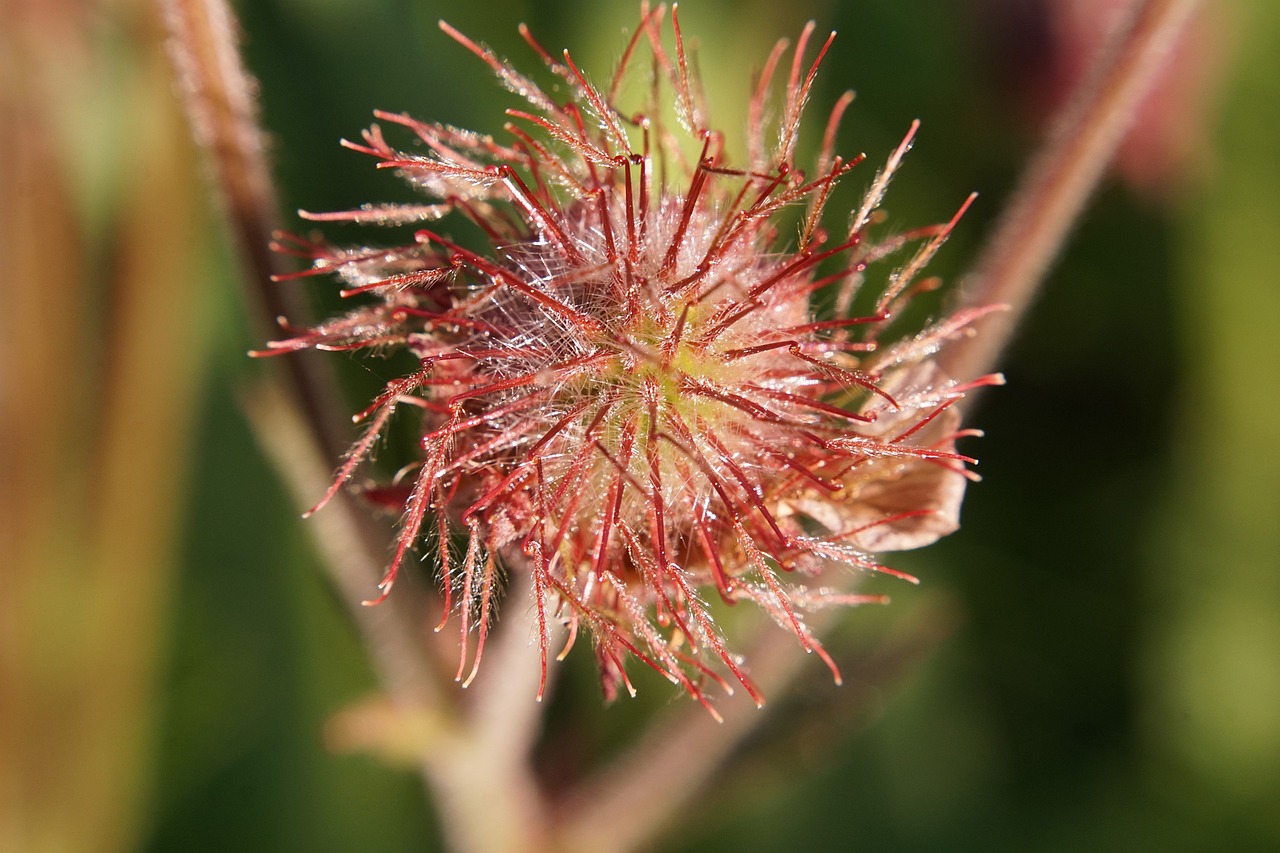 a close up of a flower with a blurry background, a macro photograph, hurufiyya, reddish beard, ice needles, coxcomb, immature