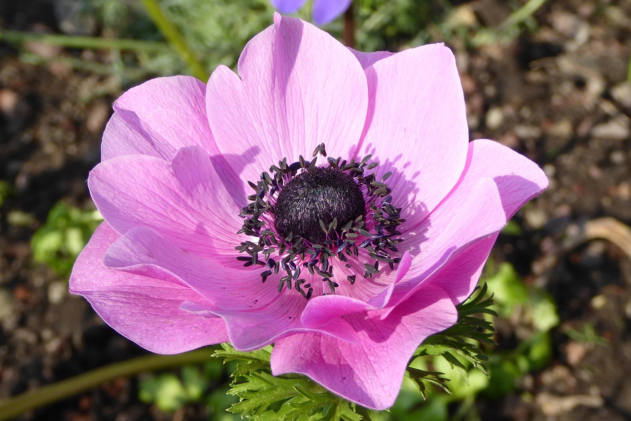 a close up of a pink flower in a garden, flickr, anemones, purple flowers, beautiful flower, viewed from above