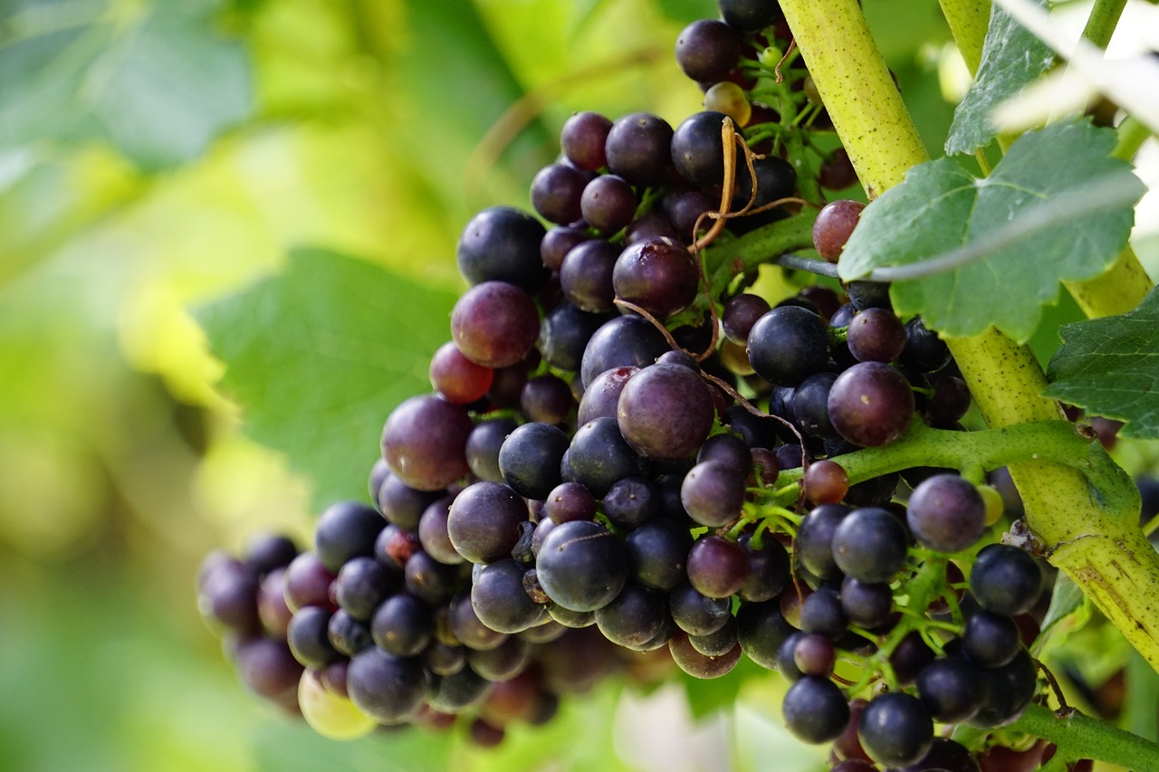 a bunch of grapes hanging from a vine, by Edward Corbett, shutterstock, 1 6 x 1 6, berries inside structure, closeup photo, flash photo