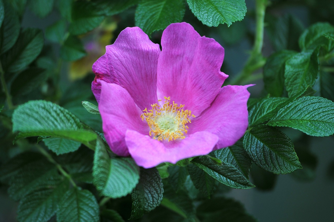 a close up of a pink flower with green leaves, by Robert Brackman, pixabay, romanticism, rose-brambles, purple foliage, robin, rustic