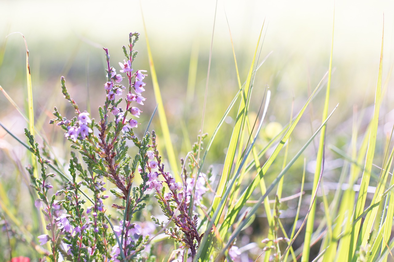 a close up of a plant with purple flowers, by Thomas Häfner, shutterstock, romanticism, pale pink grass, light glare, celtic vegetation, flash photo