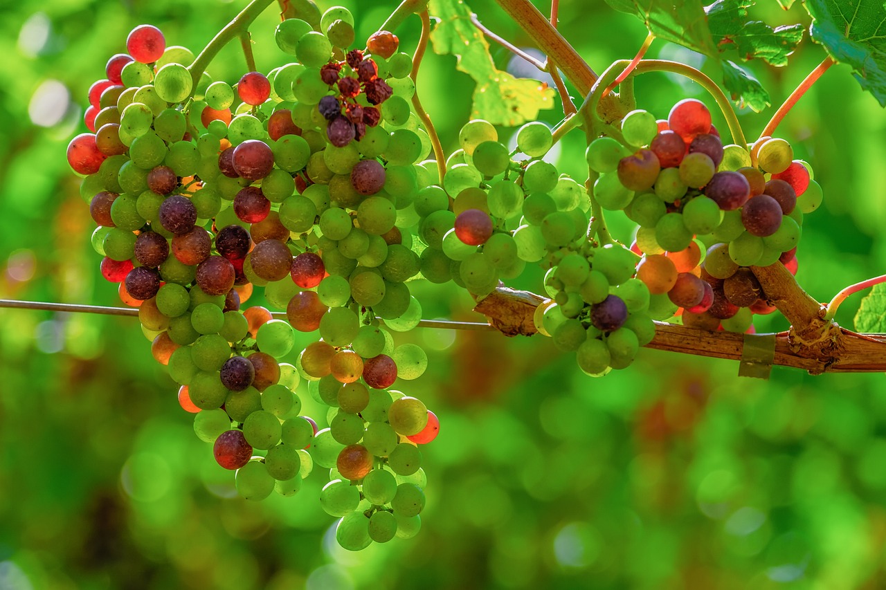 a bunch of green and red grapes hanging from a tree, by Jan Rustem, shutterstock, photorealism, posterized color, soft warm light, colors of jamaica, tonemapped