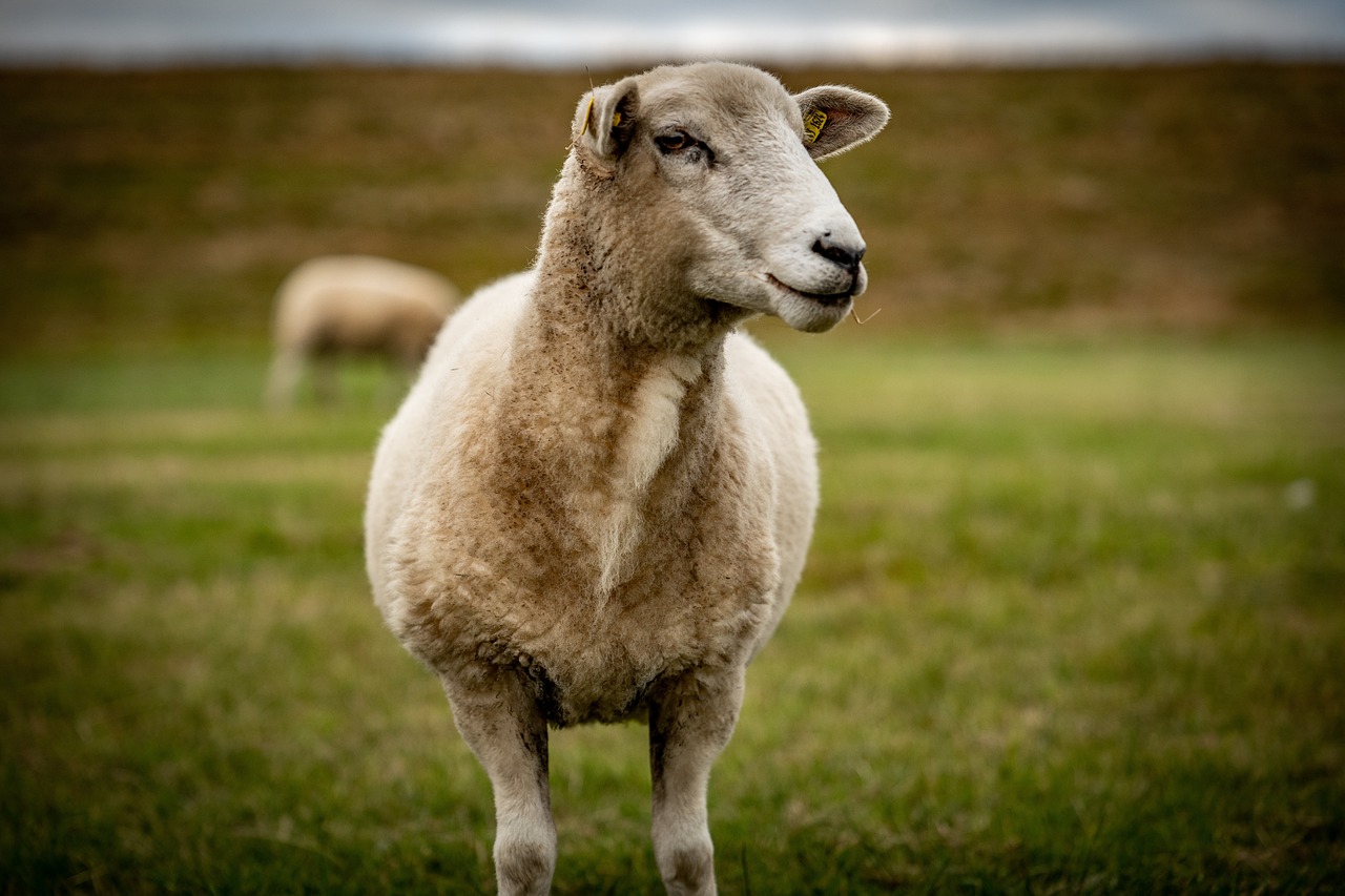 a sheep standing on top of a lush green field, a portrait, fine art, smug expression, full view with focus on subject, sigma 85/1.2 portrait, round faced
