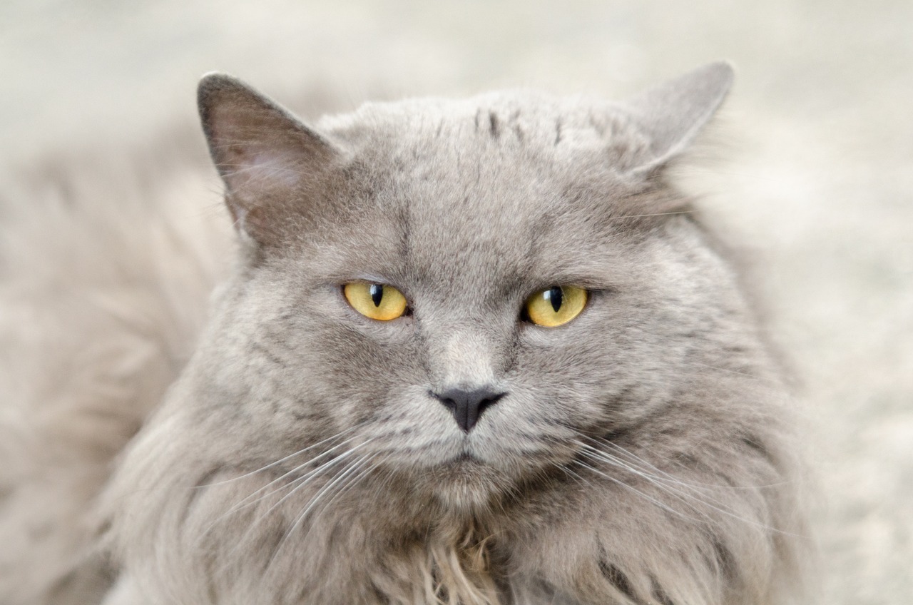 a close up of a cat with yellow eyes, by Maksimilijan Vanka, pure grey fur, grumpy [ old ], fluffy ears and a long, with a white muzzle