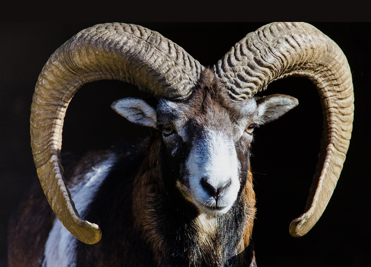 a close up of a ram with large horns, by Jesper Knudsen, unsplash, shodan, perfect symmetrical image, istock, edited