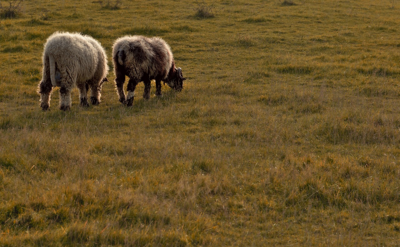 a couple of sheep standing on top of a grass covered field, by Dietmar Damerau, flickr, mongolia, late afternoon lighting, having a snack, slightly pixelated