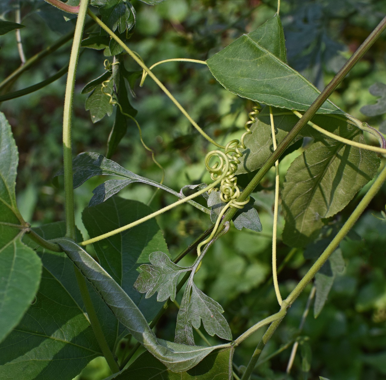 a close up of a plant with green leaves, a picture, by Alison Watt, with a few vines and overgrowth, larvae, twisting organic tendrils, evening sun