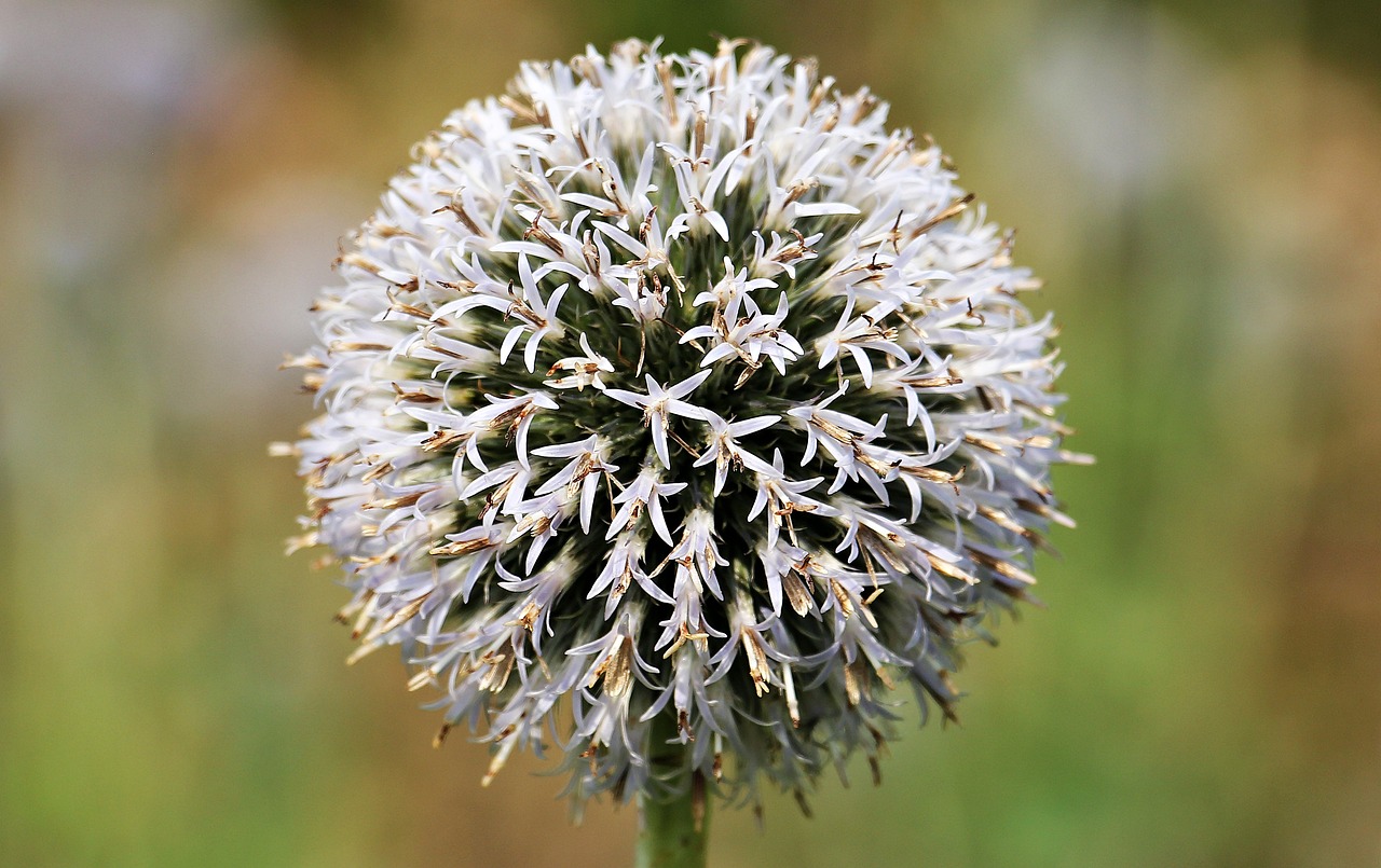 a close up of a flower with a blurry background, hurufiyya, human onion hybrid, spherical, many small details, grayish