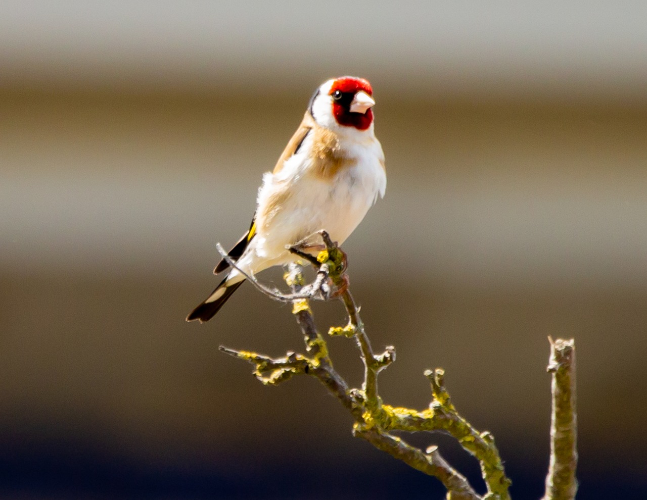 a small bird sitting on top of a tree branch, a portrait, bauhaus, in the sun, some red and yellow, feathered head, powerful pose