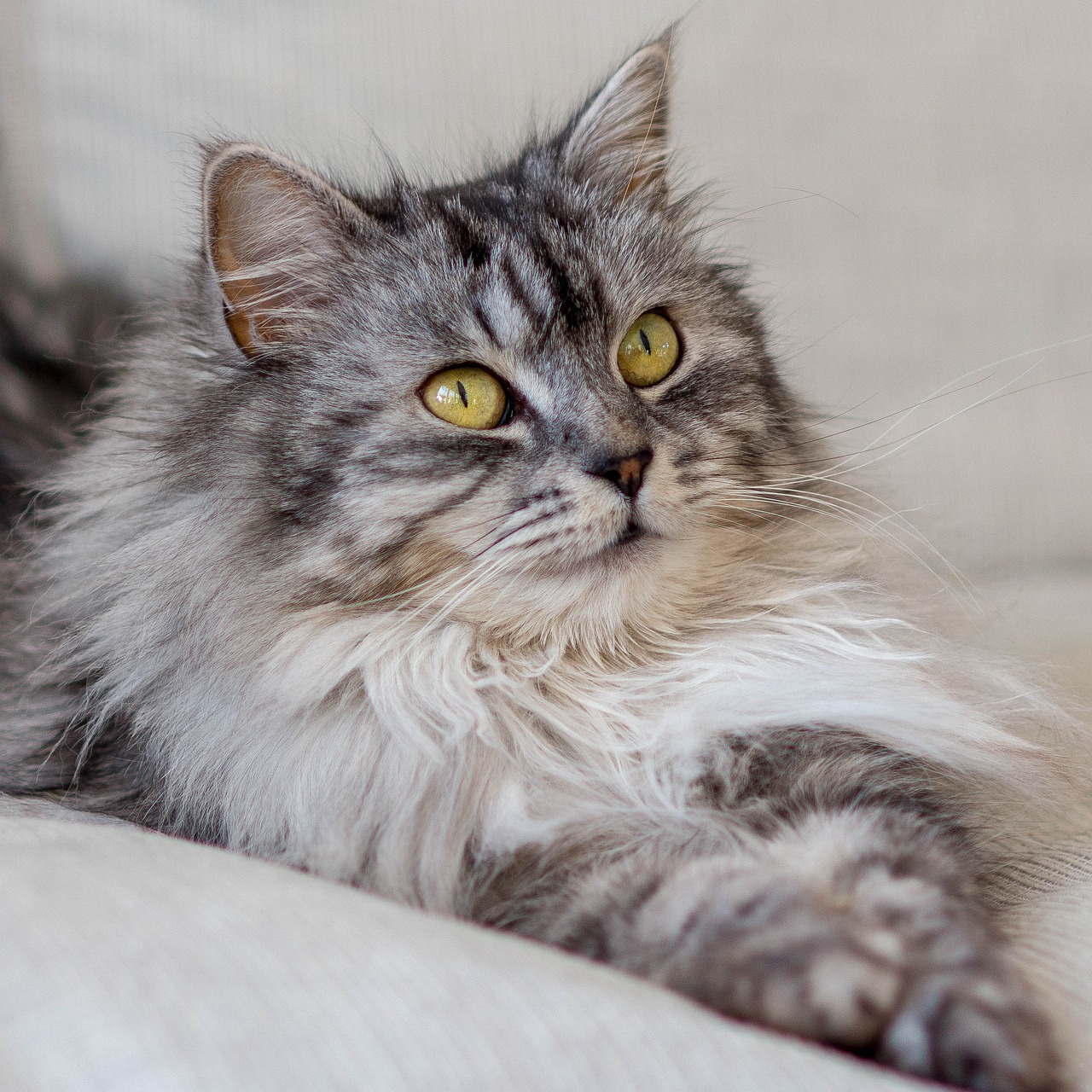 a close up of a cat laying on a couch, a portrait, by Maksimilijan Vanka, pexels, arabesque, long - haired siberian cat, a tall, sitting on a sofa, fluffy''