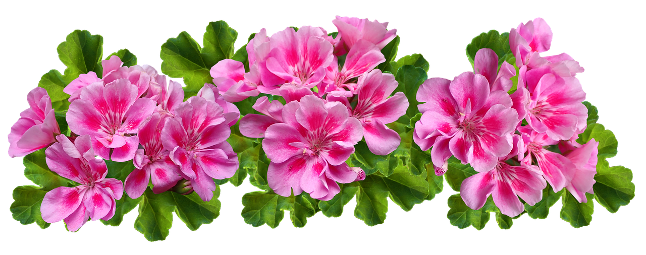 a group of pink flowers with green leaves, a digital rendering, by Hans Schwarz, trending on pixabay, panorama, with a black background, gardening, 🌸 🌼 💮