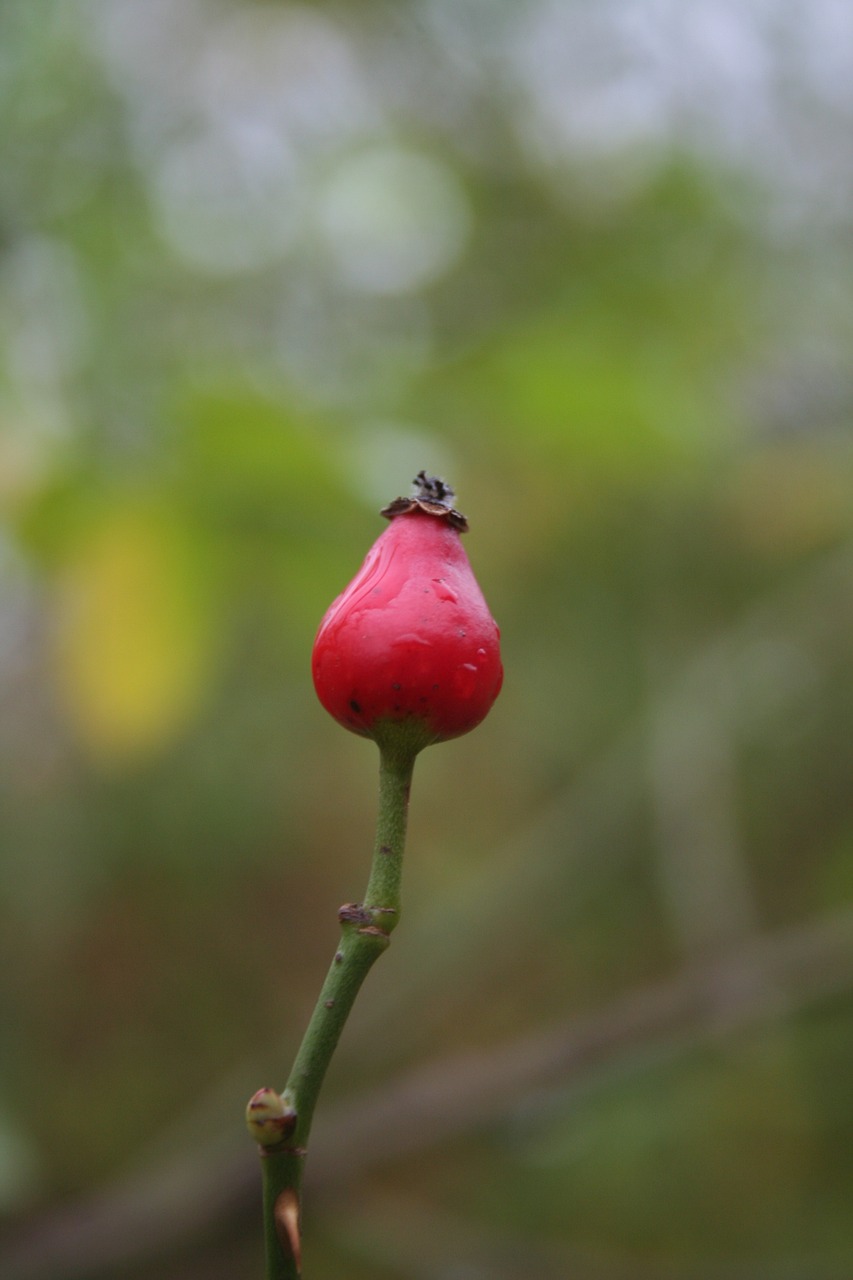 a close up of a red flower on a stem, rasquache, pod, jungle fruit, rosa bonheurn, small upturned nose