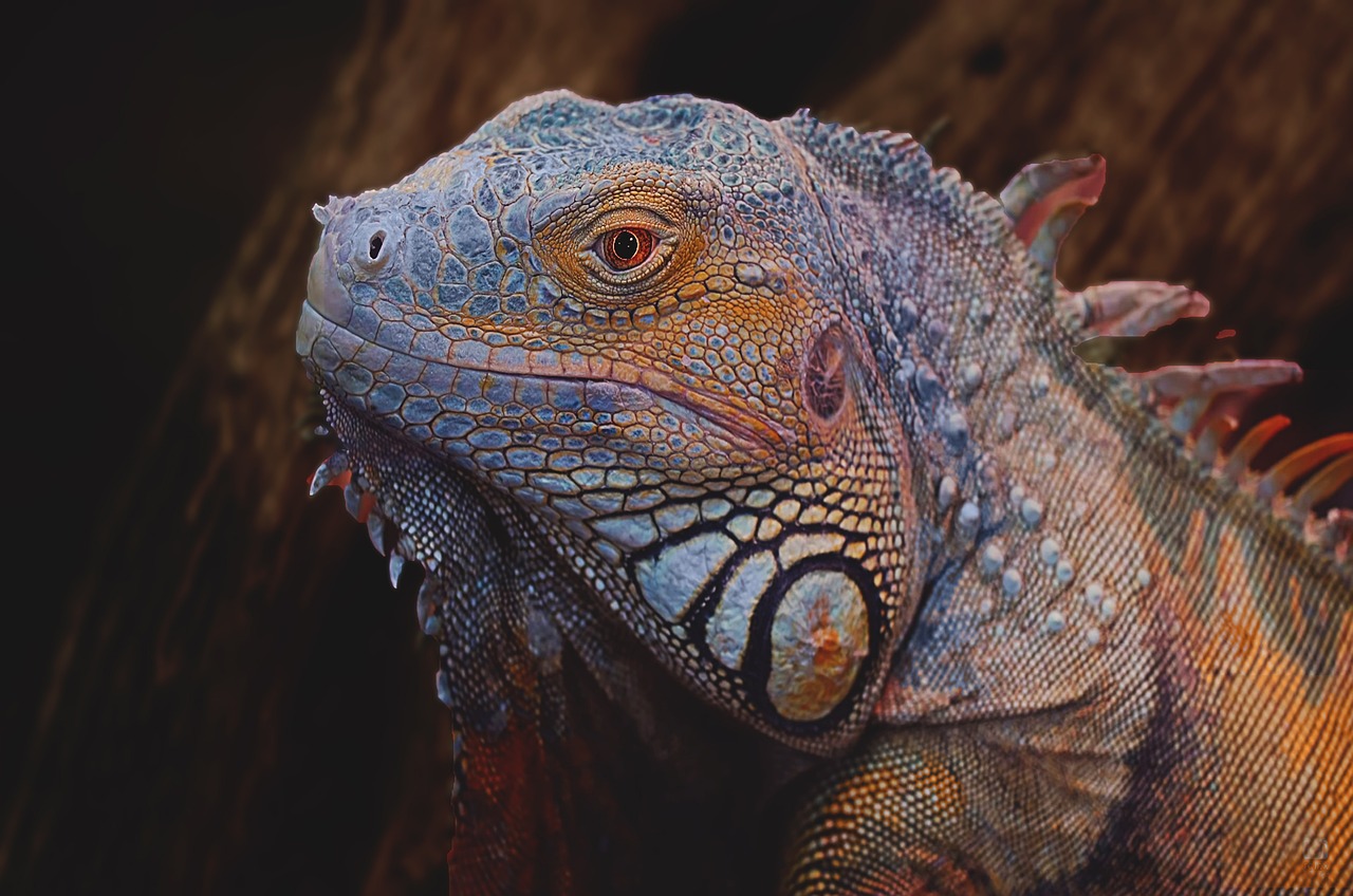 a close up of an iguana looking at the camera, a colorized photo, by Matija Jama, trending on pexels, photorealism, she has iridescent membranes, very ornate, 🦩🪐🐞👩🏻🦳, desaturated and muted colors