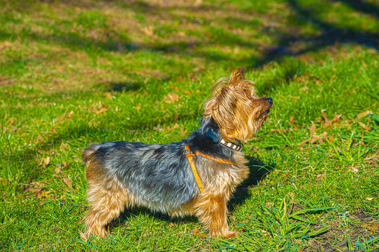 a small dog standing on top of a lush green field, a photo, yorkshire terrier, very sharp and detailed image, cold sunny weather, fotografia