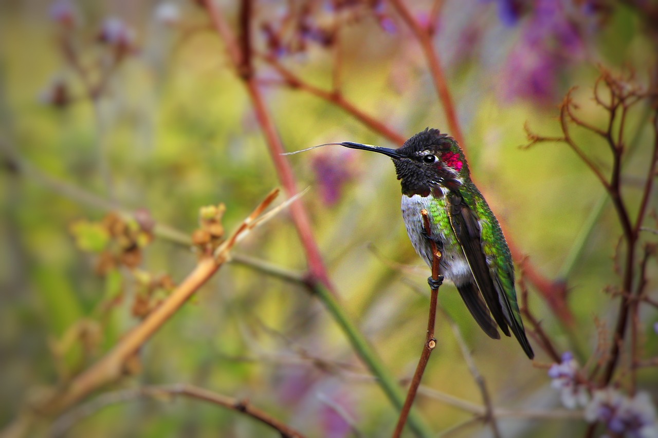 a colorful bird sitting on top of a tree branch, a portrait, by Galen Dara, flickr contest winner, hummingbird, colorful vines, high detail 4 k, wesley kimler