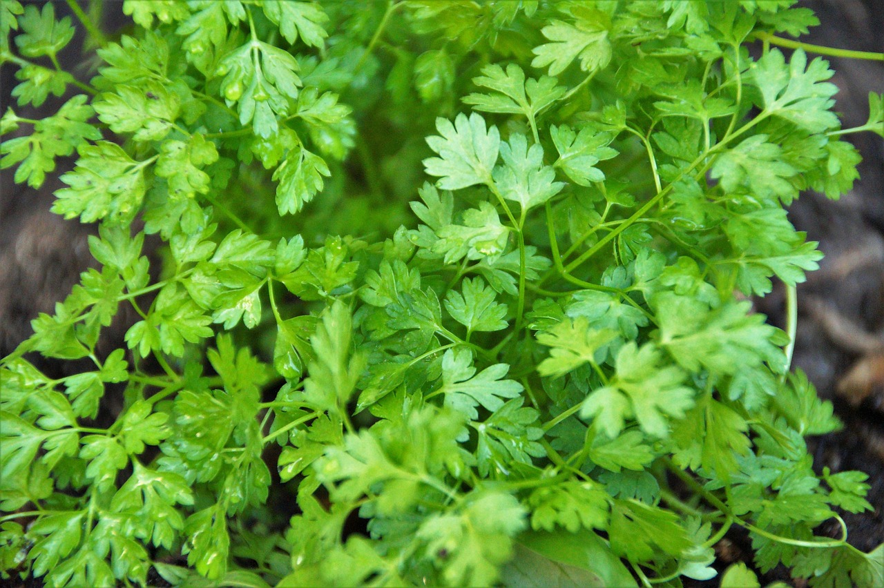 a close up of a plant with green leaves, hurufiyya, carrot, genndy tartakovski, high quality product image”, it\'s name is greeny
