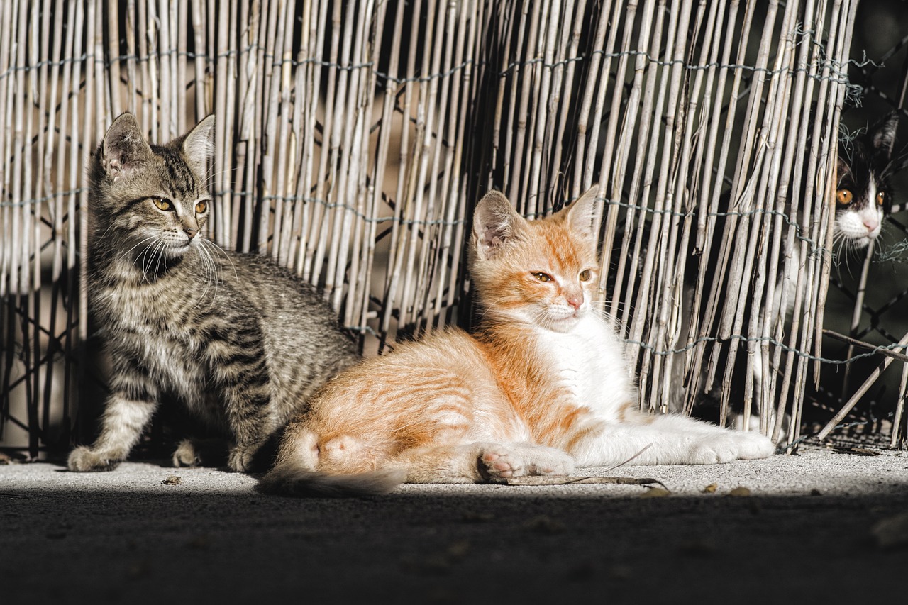 a couple of cats sitting next to each other, by Niko Henrichon, warm sunshine, to protect us, animals in the streets, orange cat