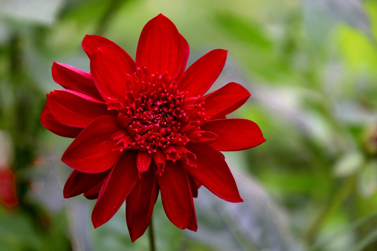 a red flower with green leaves in the background, a picture, by Hans Schwarz, chrysanthemum eos-1d, bangalore, j.dickenson, dahlias