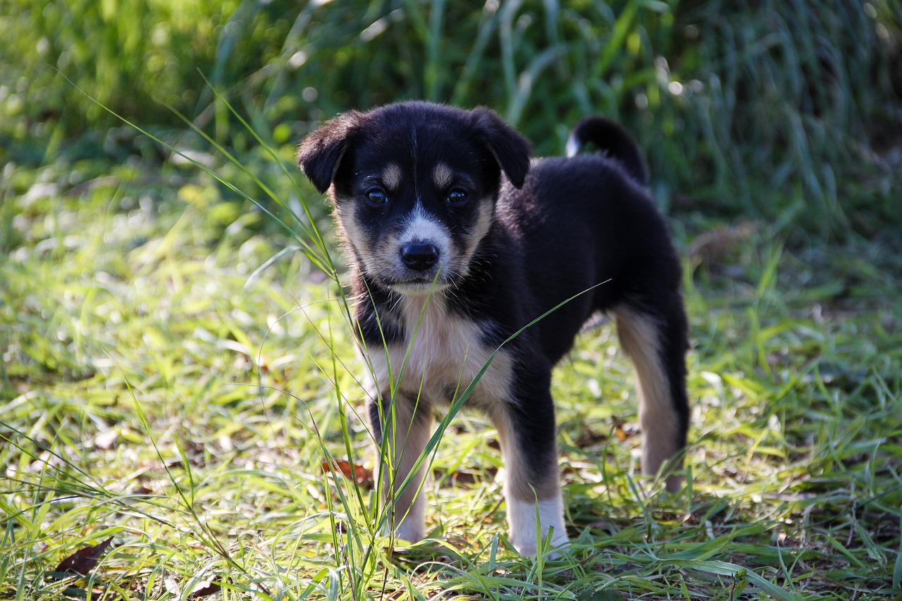 a small dog standing on top of a lush green field, by Niko Henrichon, flickr, puppies, tuxedo, crossbreed, 1 male