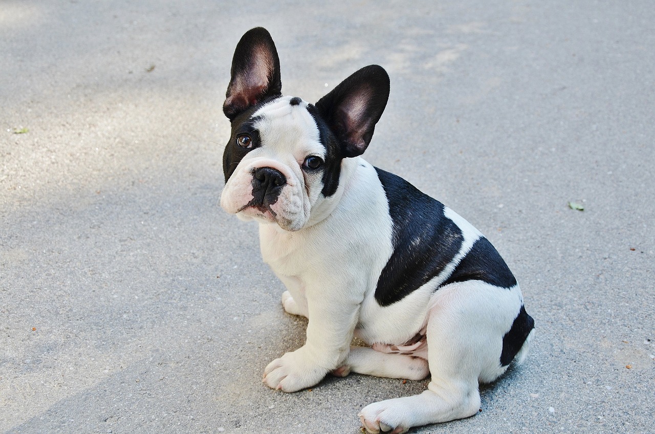 a small black and white dog sitting on the ground, by François Girardon, pixabay, bauhaus, that resembles a bull\'s, pale pointed ears, puppies, french bulldog