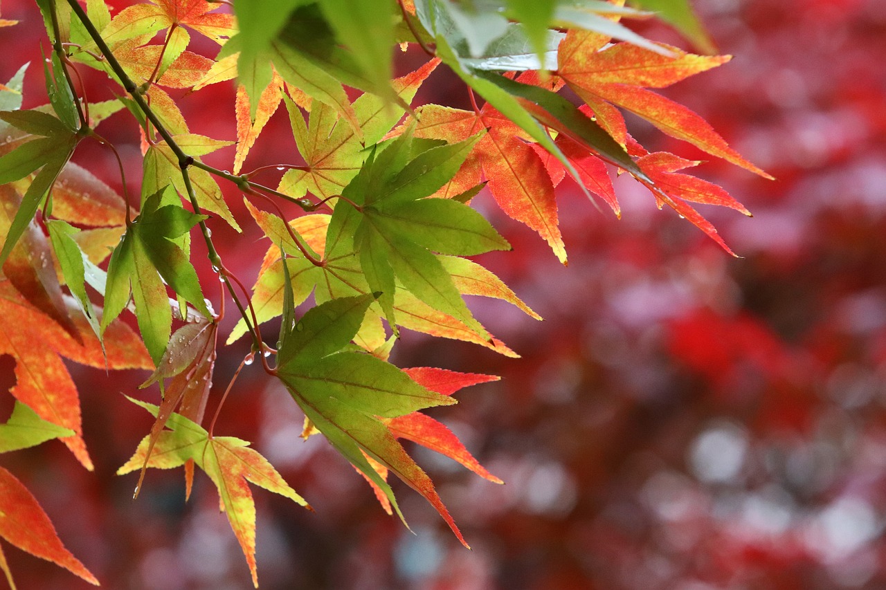 a close up of some leaves on a tree, a picture, by Kishi Ganku, pixabay, shin hanga, japanese maples, green and red tones, 3 are summer and 3 are autumn), hong soonsang