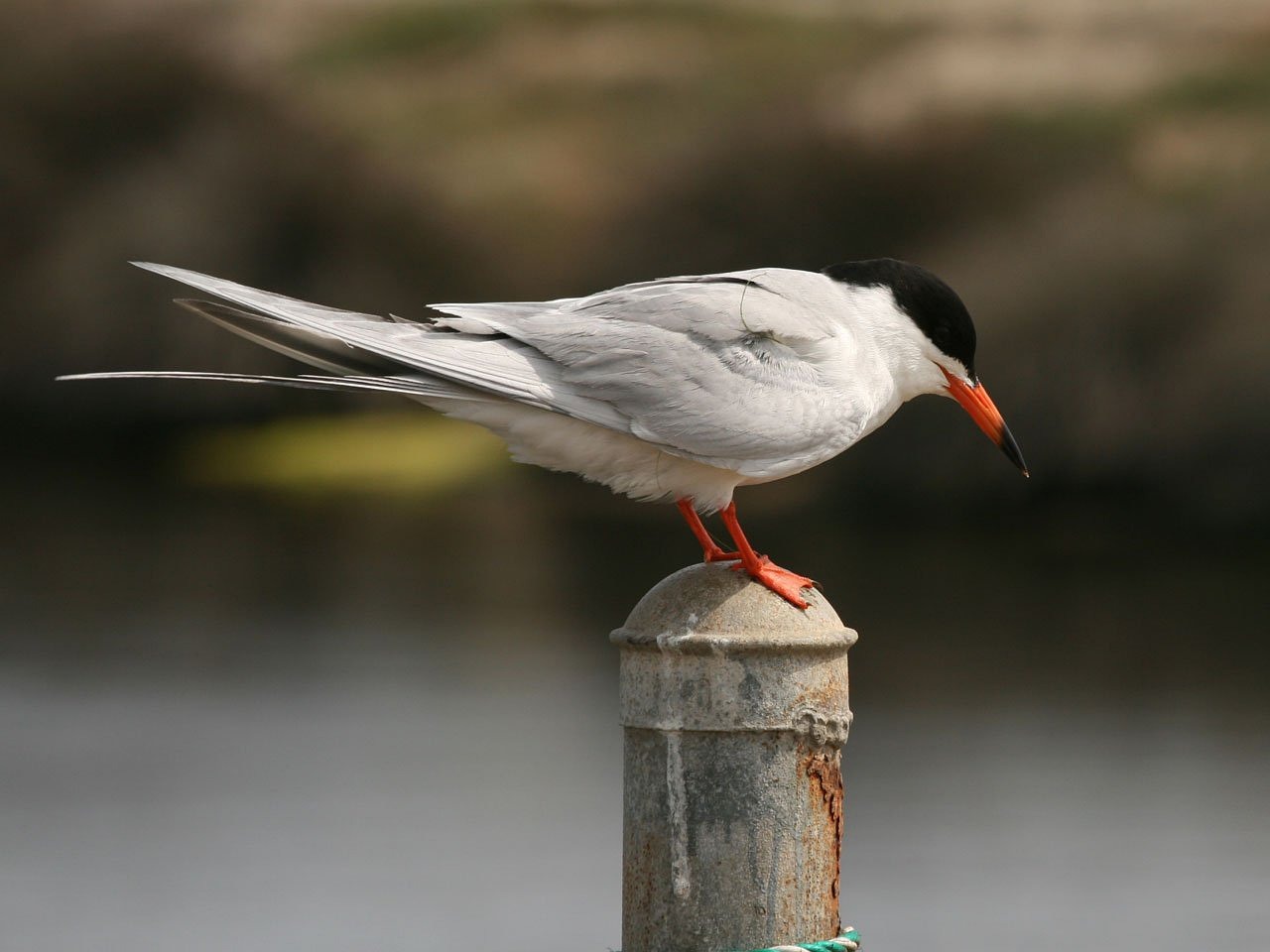 a bird sitting on top of a pole next to a body of water, a portrait, by Johannes Martini, pexels, arabesque, white and orange, with a pointed chin, red-eyed, a broad shouldered