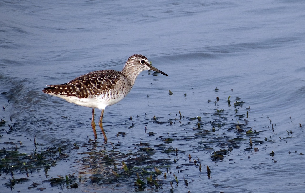 a bird that is standing in the water, by Robert Brackman, flickr, hurufiyya, speckled, looking partly to the left, loosely cropped, on the coast