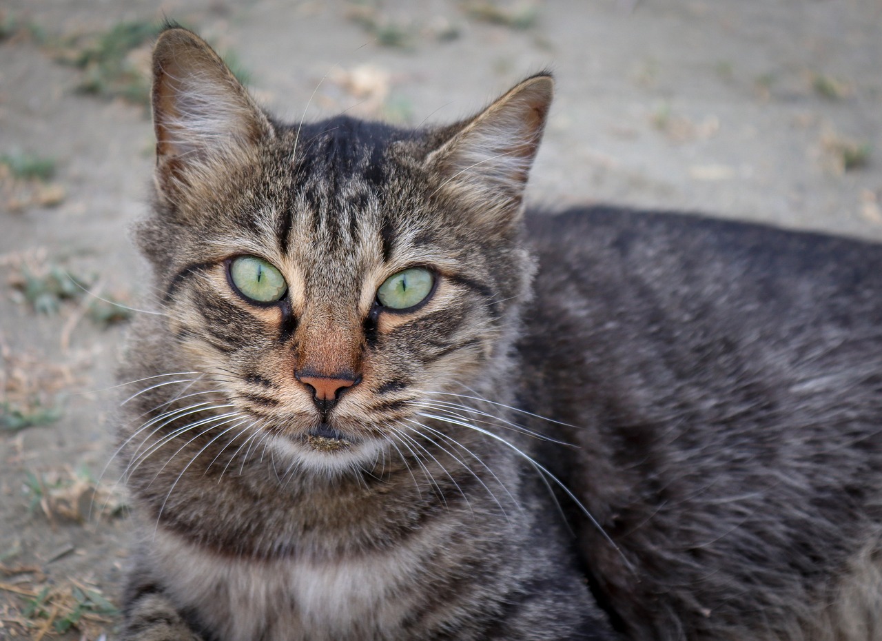 a close up of a cat with green eyes, a portrait, beautiful picture of stray, high res photo