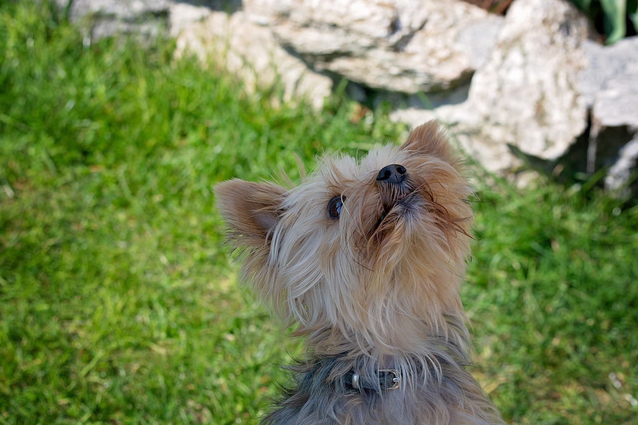 a small dog sitting on top of a lush green field, by Jan Rustem, pixabay, yorkshire terrier, head looking up, as she looks up at the ceiling, rock star