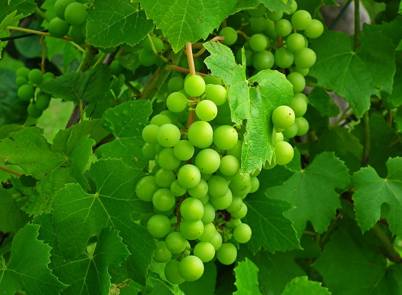 a bunch of green grapes hanging from a vine, flickr, 1 6 x 1 6, screensaver, yo ), panels