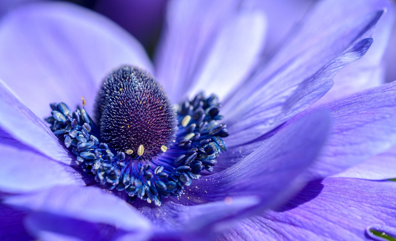 a close up view of a purple flower, by Jan Rustem, pexels, romanticism, royal blue colors, anemones, smooth detailed, indigo rainbow