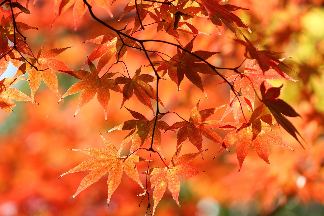 a close up of some leaves on a tree, a photo, by Kanō Tan'yū, shutterstock, sōsaku hanga, japanese maples, warm orange lighting, stock photo