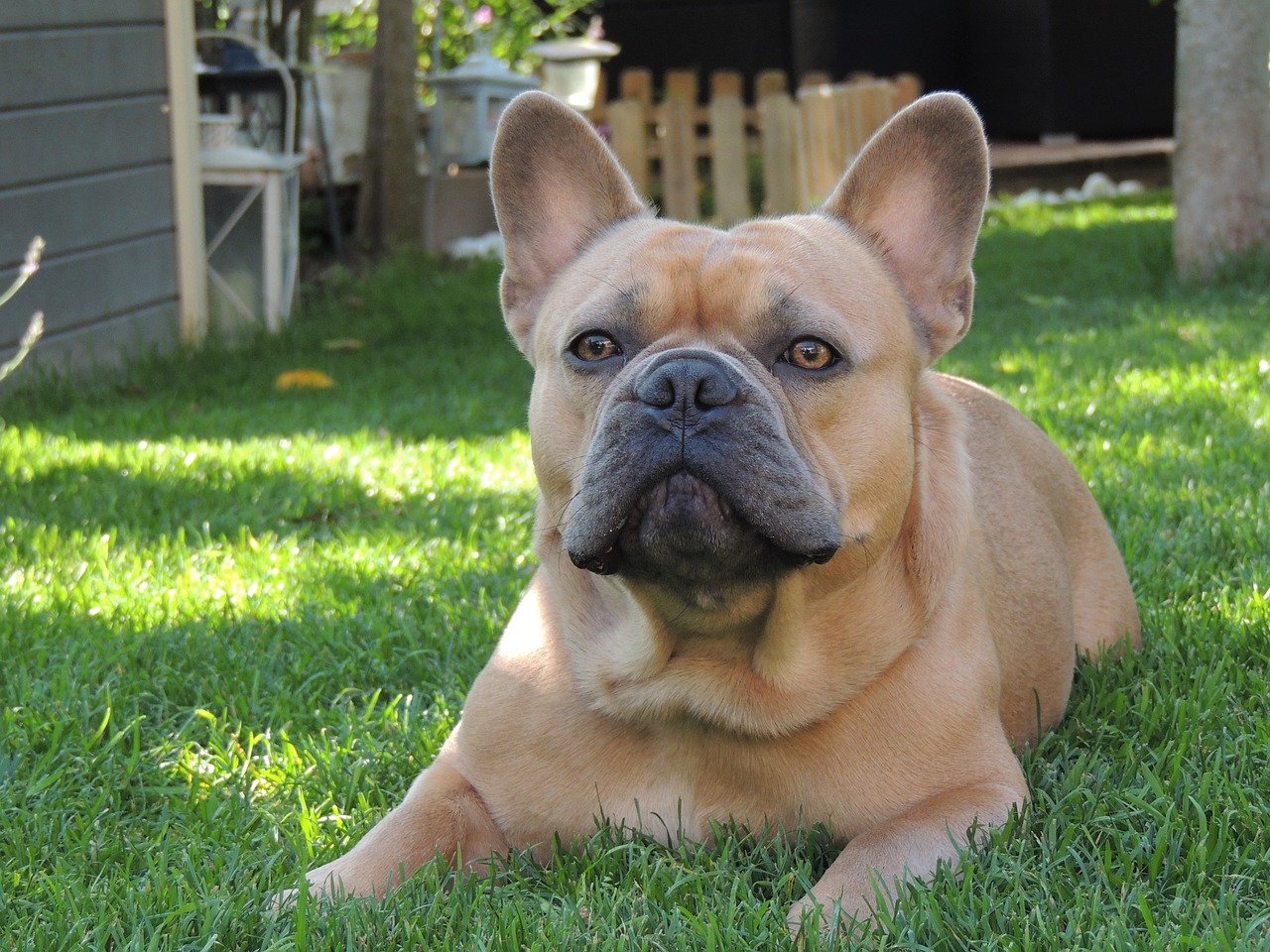 a dog that is laying in the grass, renaissance, french bulldog, tanned skintone, wrinkles and muscles, is a stunning