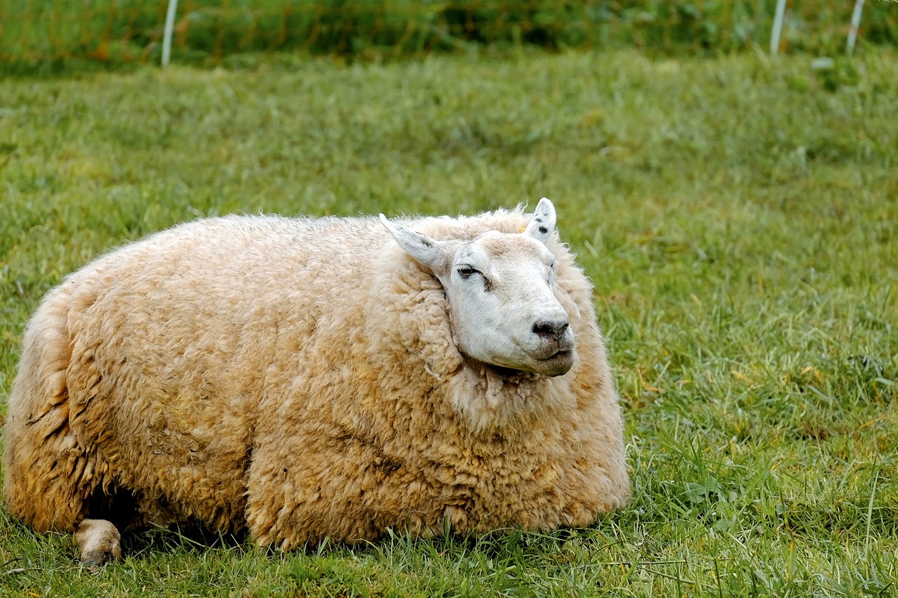 a sheep that is laying down in the grass, a portrait, by Robert Brackman, pixabay, renaissance, an obese, he has an elongated head shape, blanket, high res photo