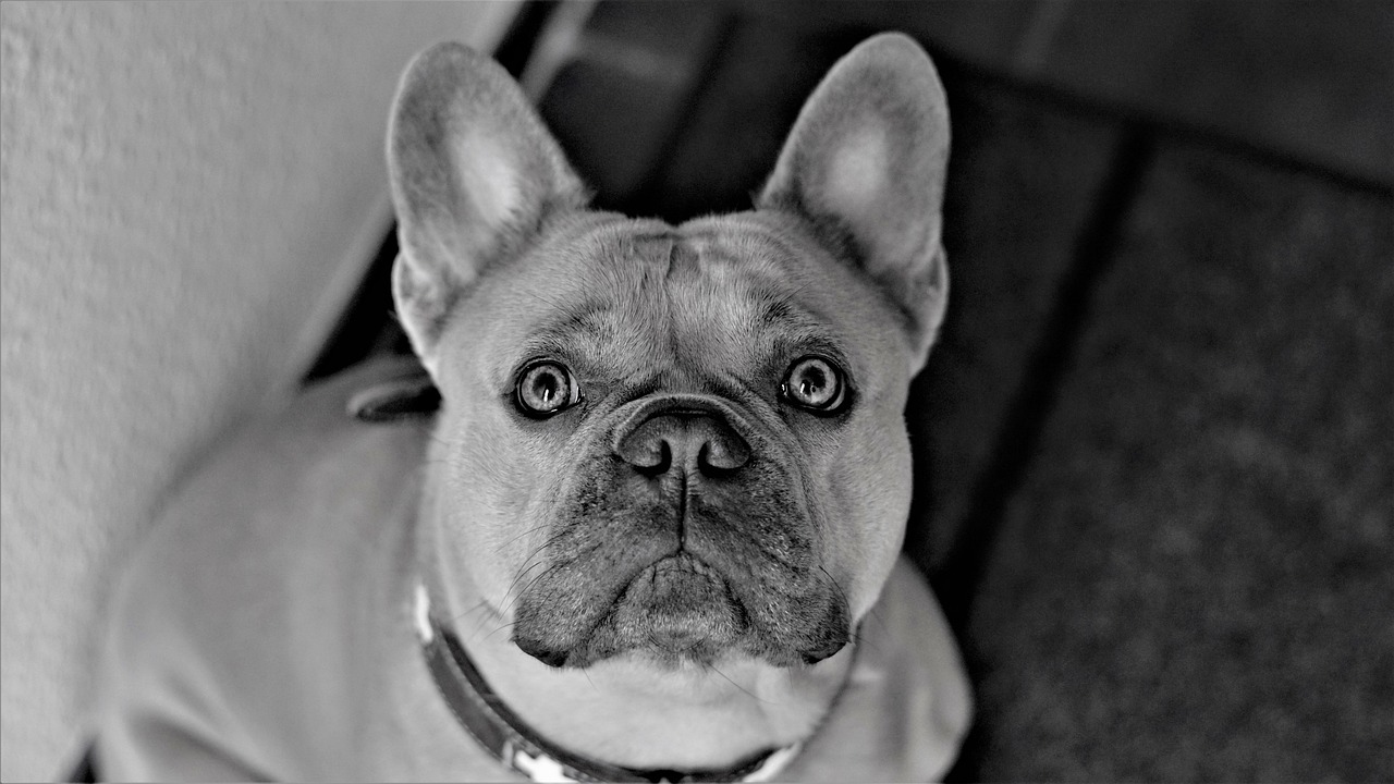 a black and white photo of a dog, a black and white photo, inspired by Elliott Erwitt, pexels, photorealism, french bulldog, piercing gaze, sepia, closeup!!!!!!