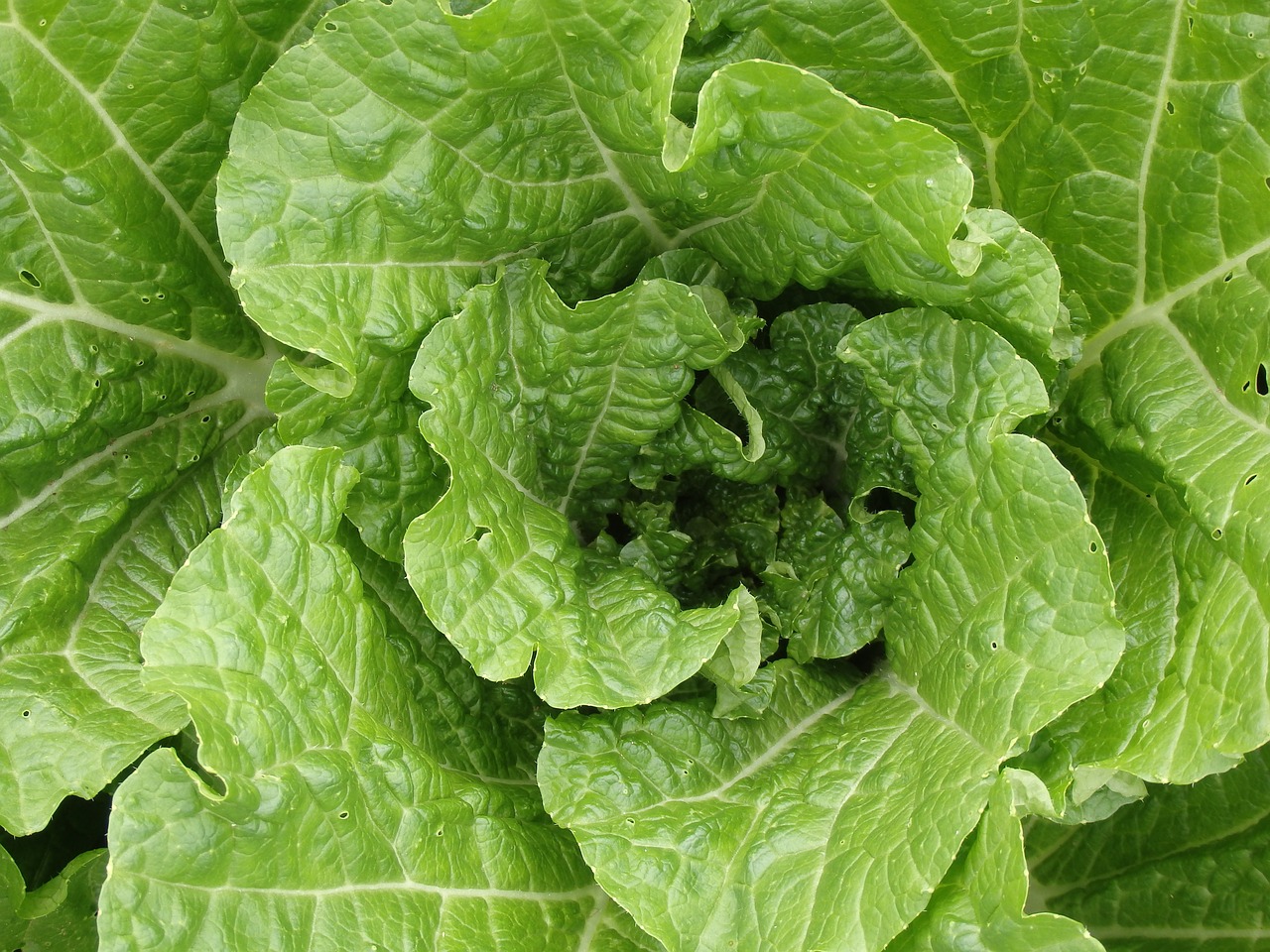 a close up of a green leafy plant, a picture, by Edward Corbett, renaissance, lettuce, chozo, very crisp details, light green