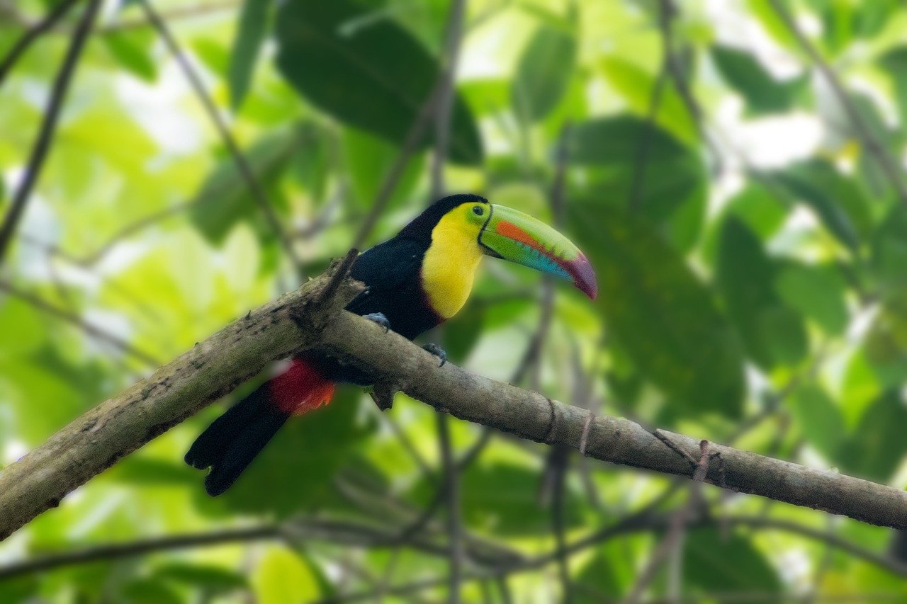 a colorful bird sitting on top of a tree branch, a photo, amazon rainforest background, banana, mid shot photo