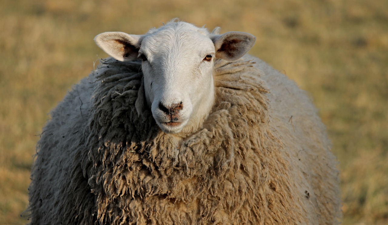 a close up of a sheep in a field, a portrait, by Dietmar Damerau, shutterstock, wyoming, portrait”