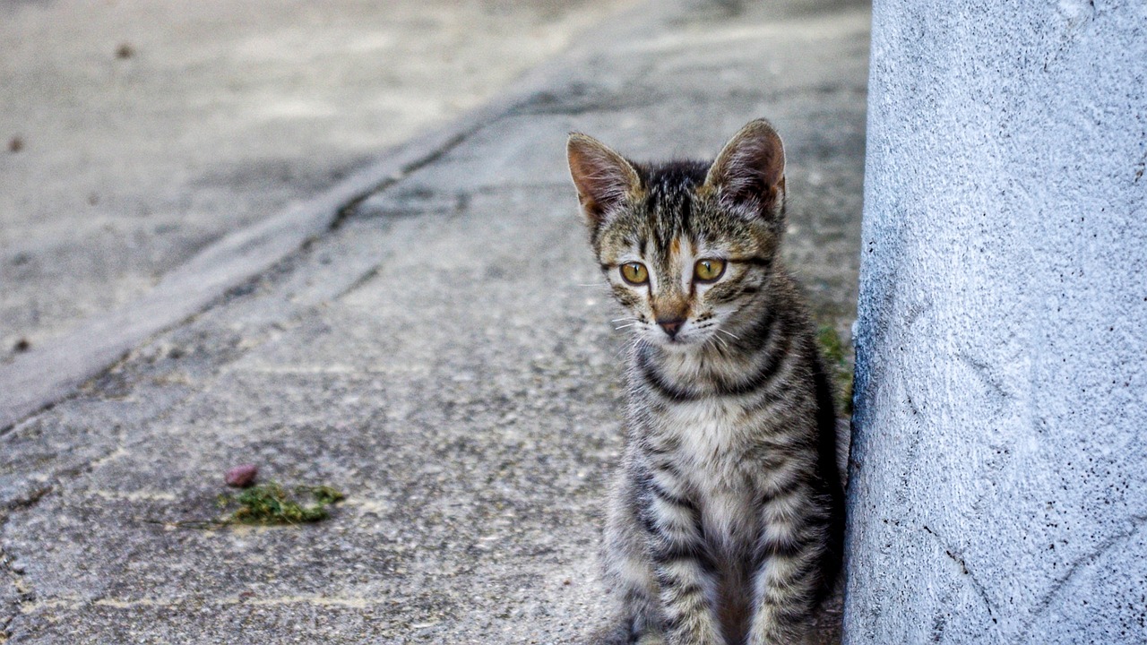 a cat that is sitting next to a wall, by Nándor Katona, flickr, portrait of a kitten, on the concrete ground, over-shoulder shot, closeup photo