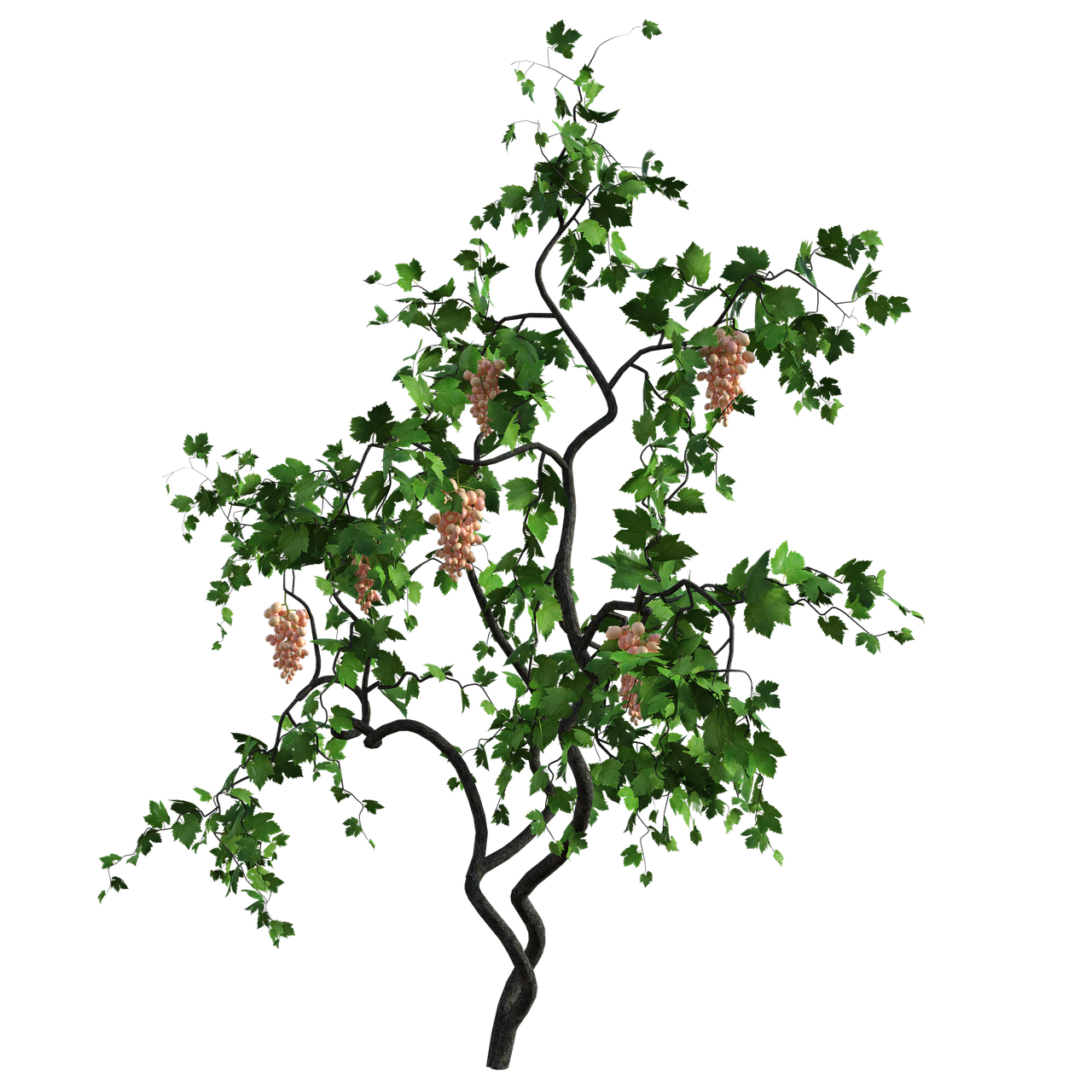 a tree with a bunch of grapes on it, a digital rendering, polycount, hurufiyya, with a black background, 8k octae render photo