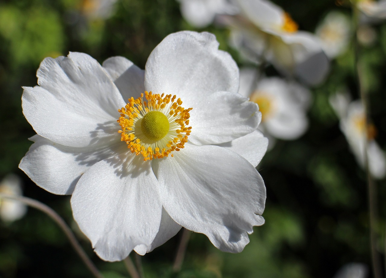 a close up of a white flower with yellow center, anemones, halo / nimbus, gleaming silver, gentle shadowing