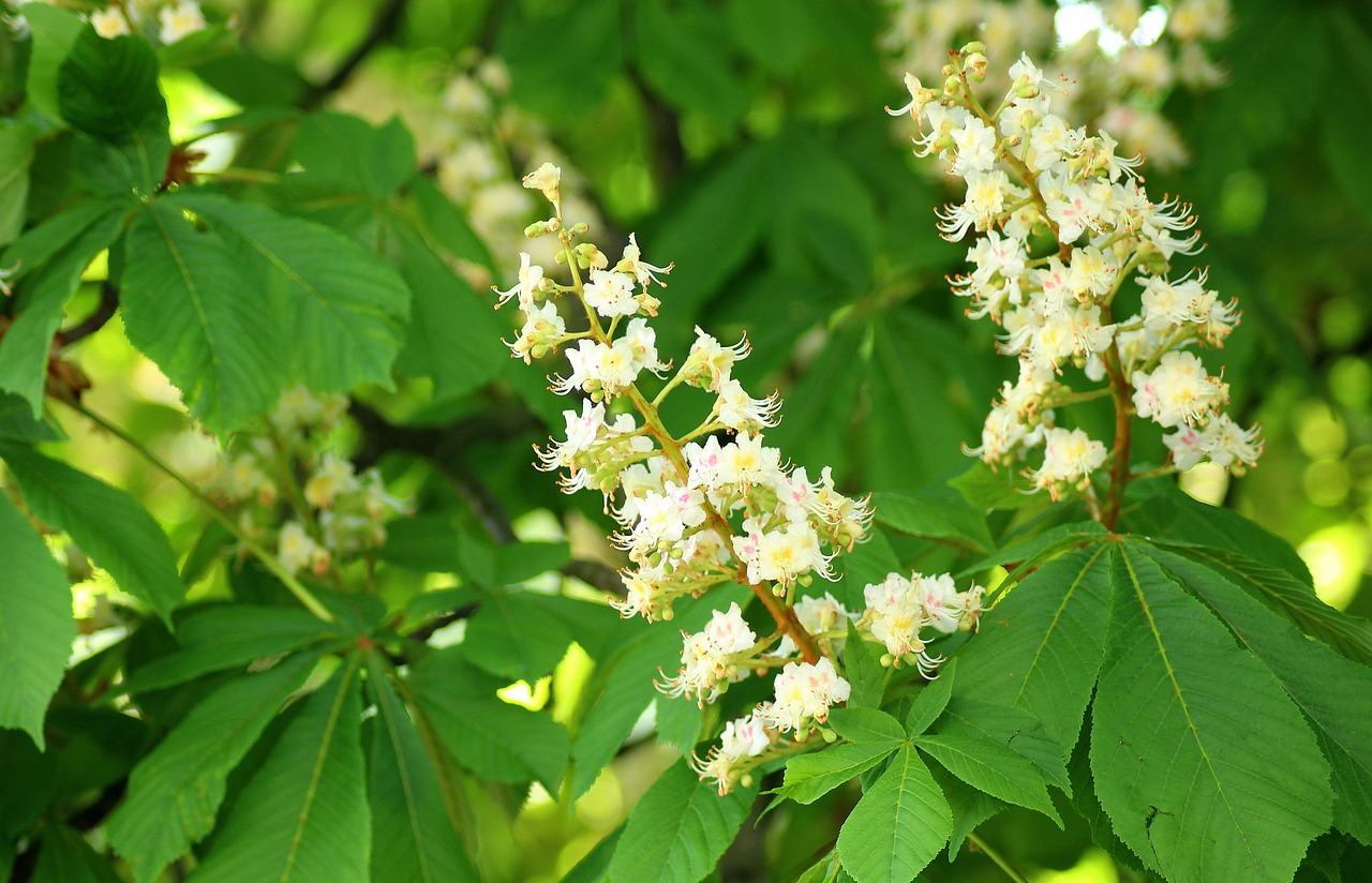 a close up of a tree with white flowers, chestnut hair, tropical flower plants, maple syrup highlights, medium close up