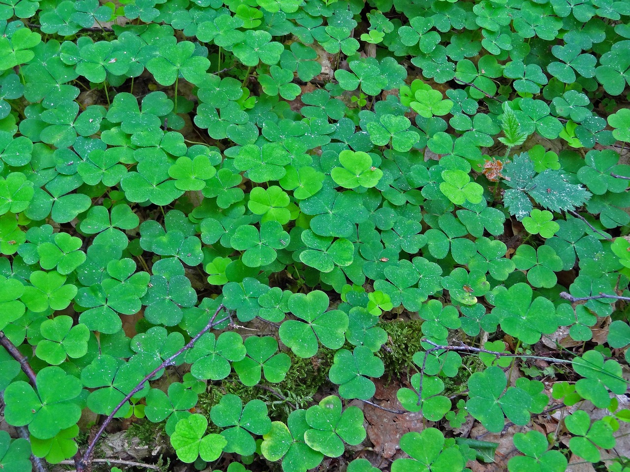 a bunch of green clovers growing on the ground, by Dietmar Damerau, swedish forest, california, green alleys, hi resolution