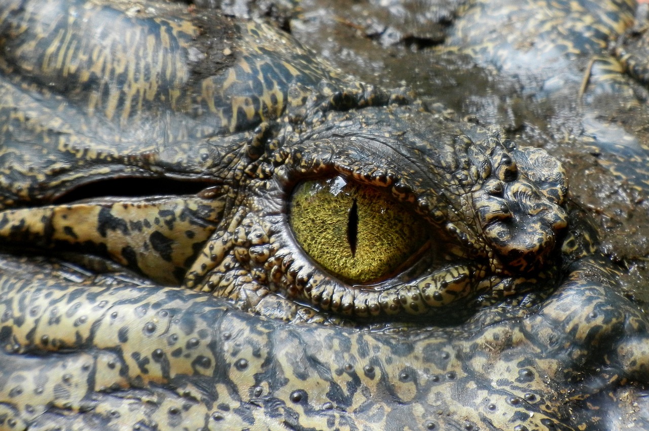 a close up of the eye of a crocodile, by Matija Jama, pexels, sumatraism, highly detailed!, menacing!, yellow eye, !!natural beauty!!